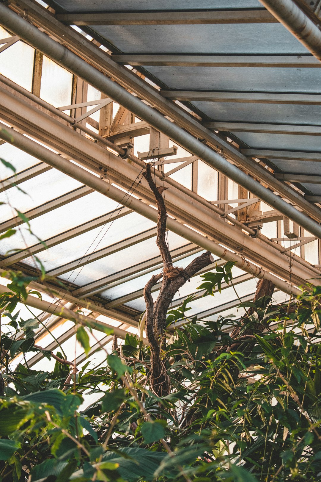 brown tree branch inside greenhouse