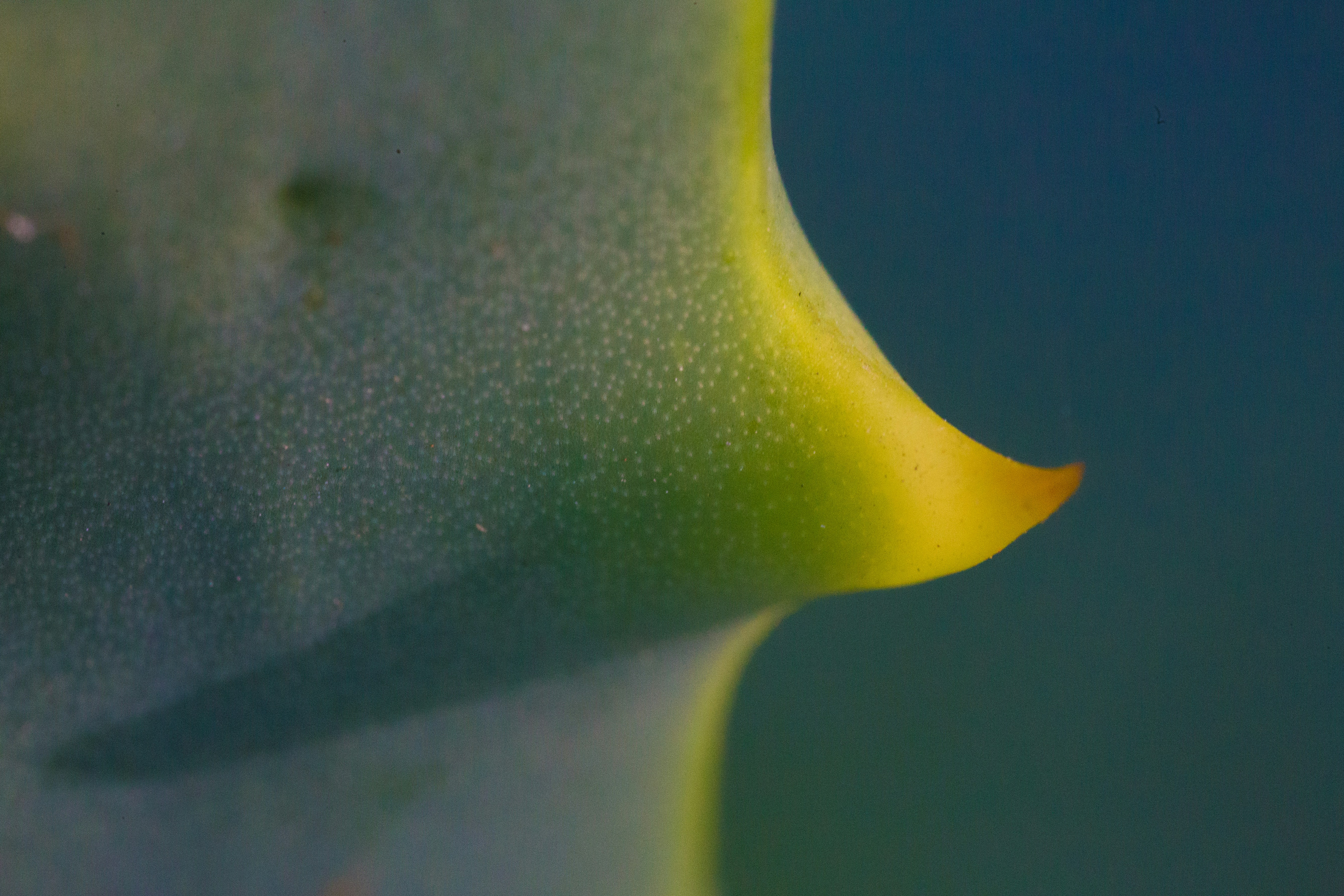 Discovering the Vibrant World of the Thorn-Magazine Blog Band: A Creative Hub for Music Enthusiasts