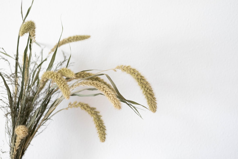 brown wheat on white textile