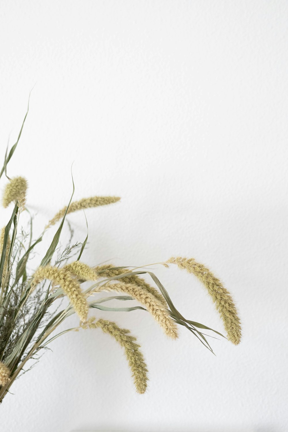 white and brown plant on white wall