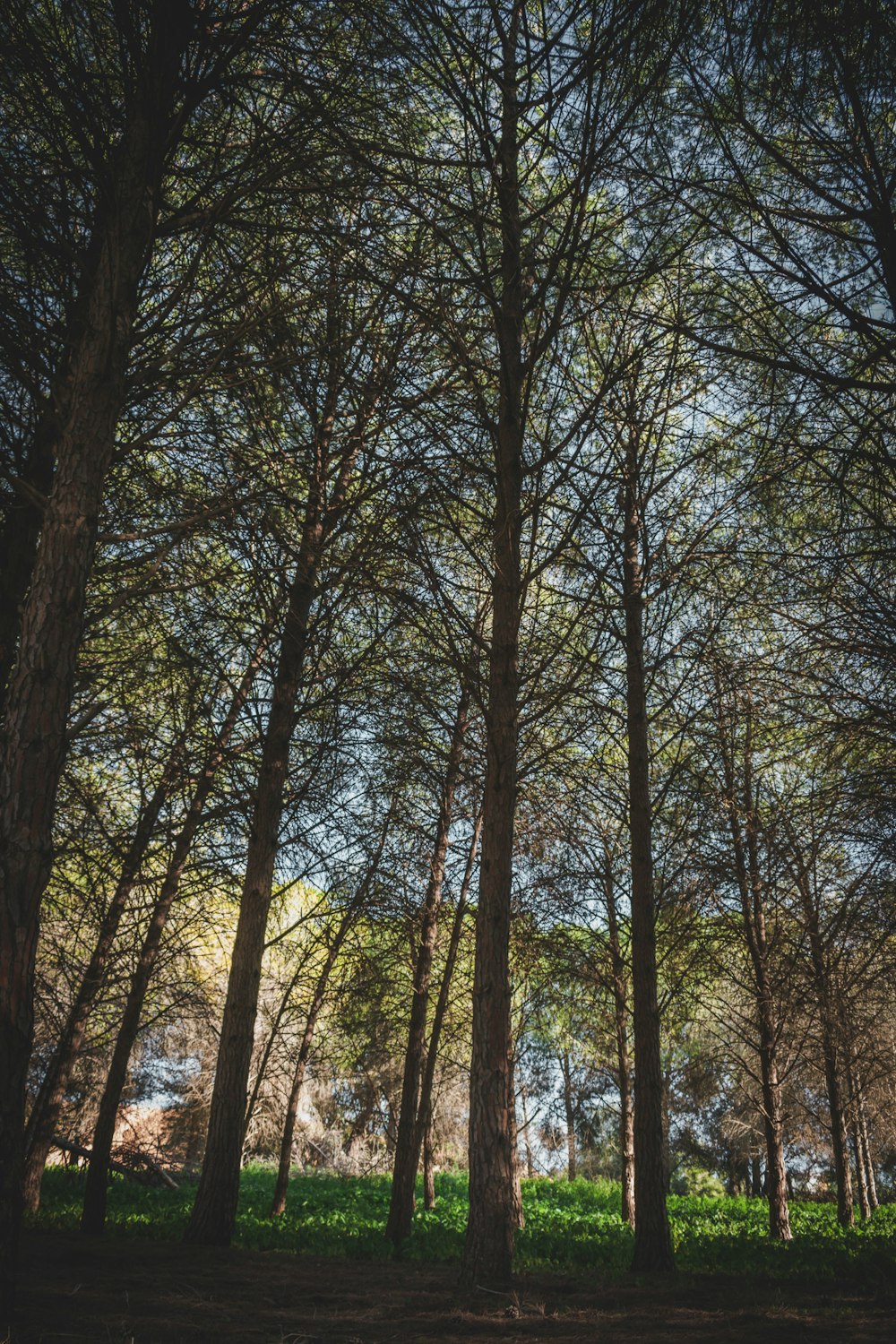 green and brown trees during daytime