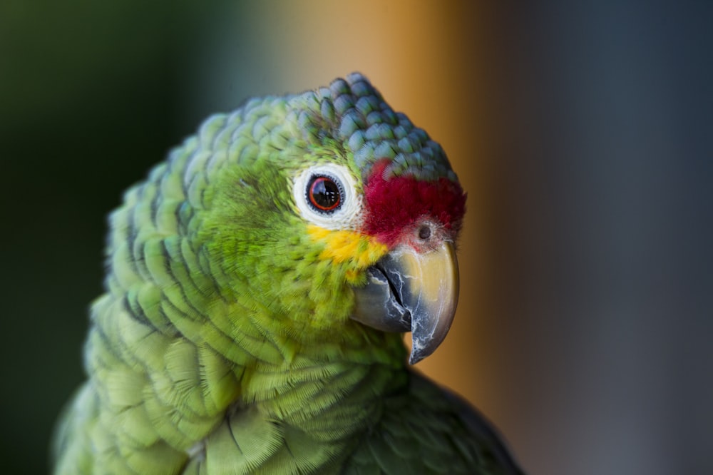 Grüner und gelber Vogel in Nahaufnahmen