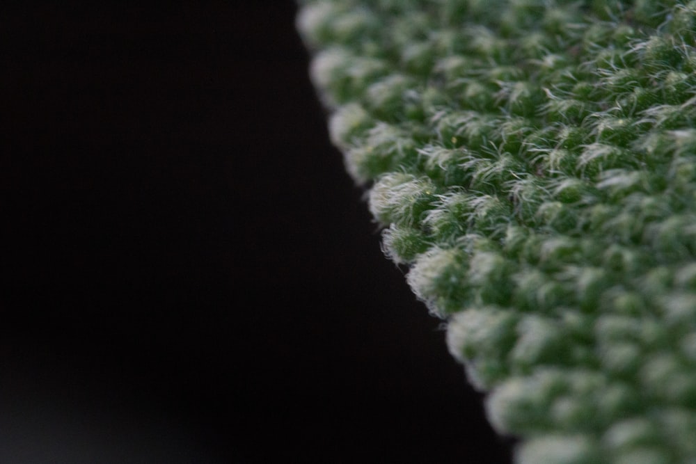 green textile in close up photography