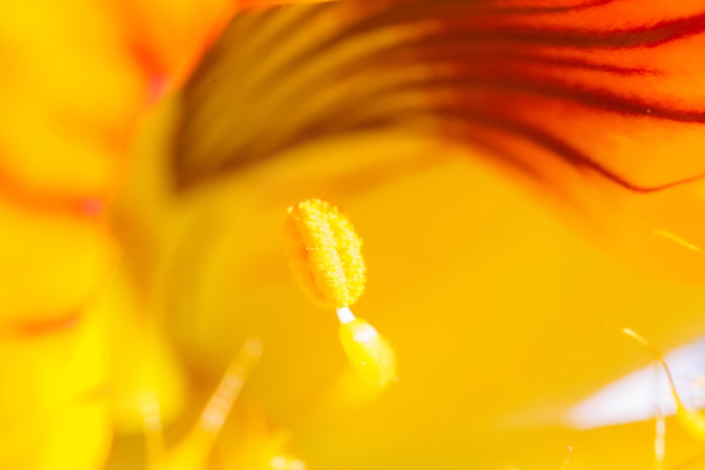 petali di fiori gialli e rossi