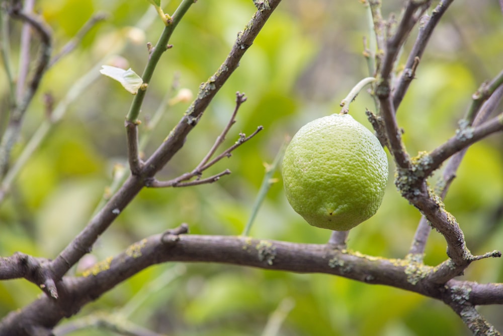 fruto verde do limão no galho da árvore
