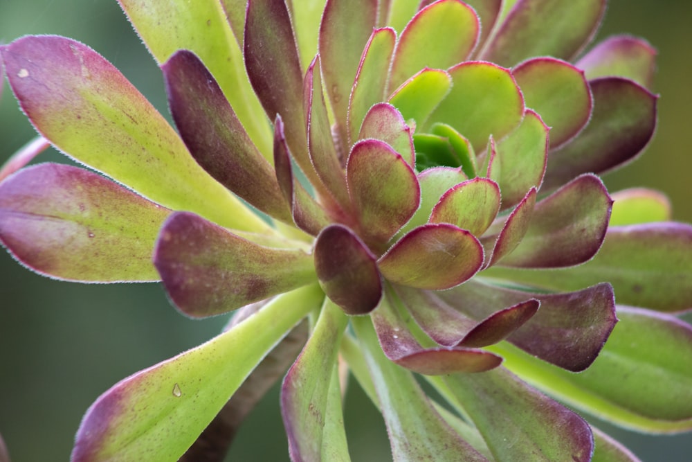 green and purple flower in macro photography