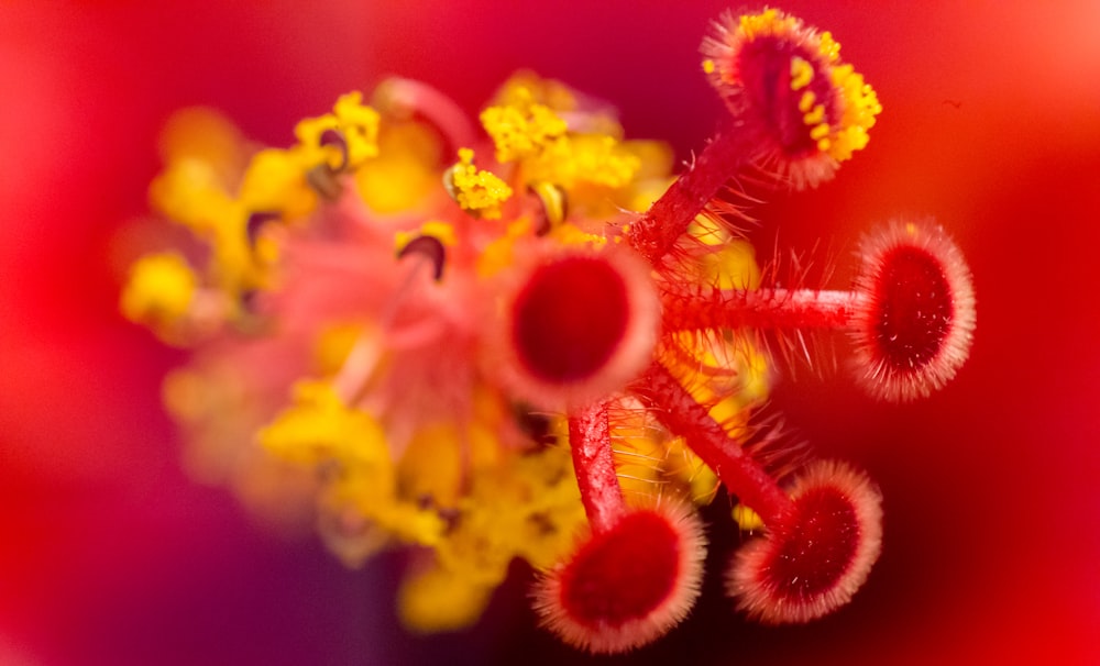 Gelbe und rote Blume in der Makroobjektivfotografie