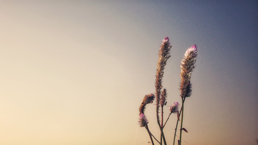 pink and green plant under blue sky during daytime