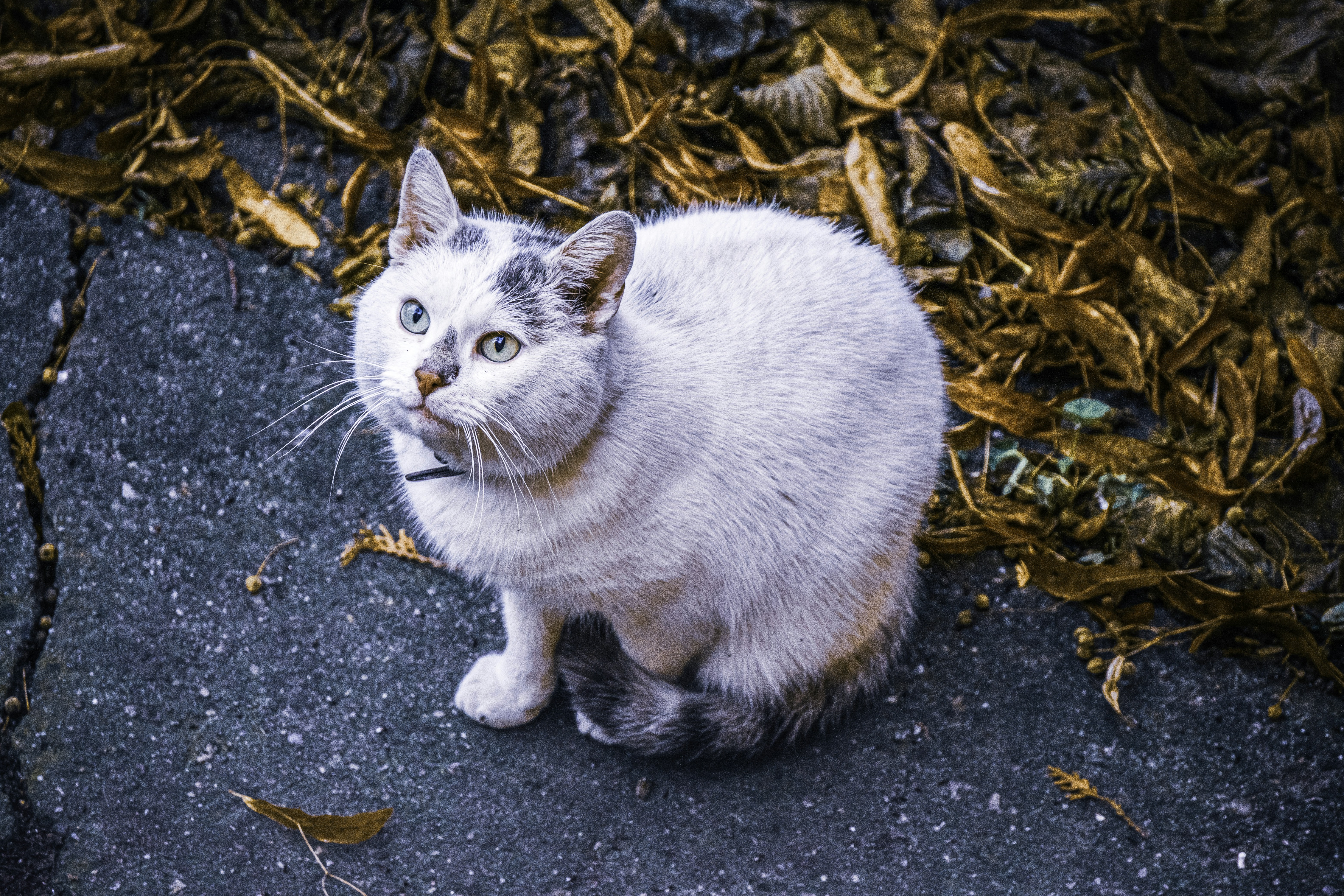 Photo by victorserban