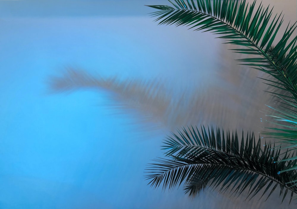 green palm tree under blue sky