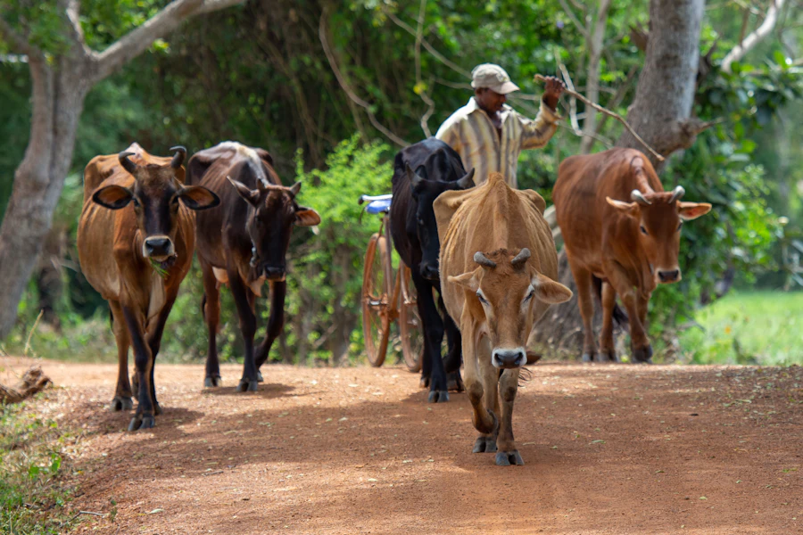 Farmer walking with cattle