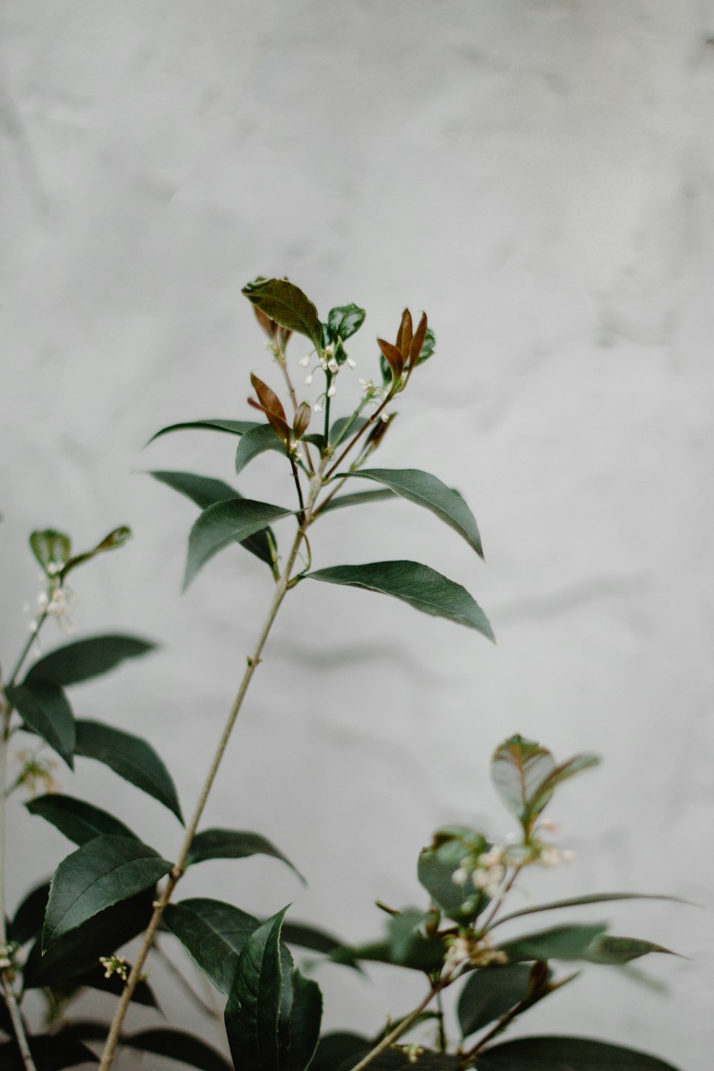 green plant with white background