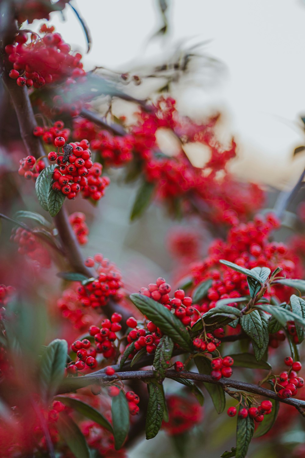 red and green plant during daytime