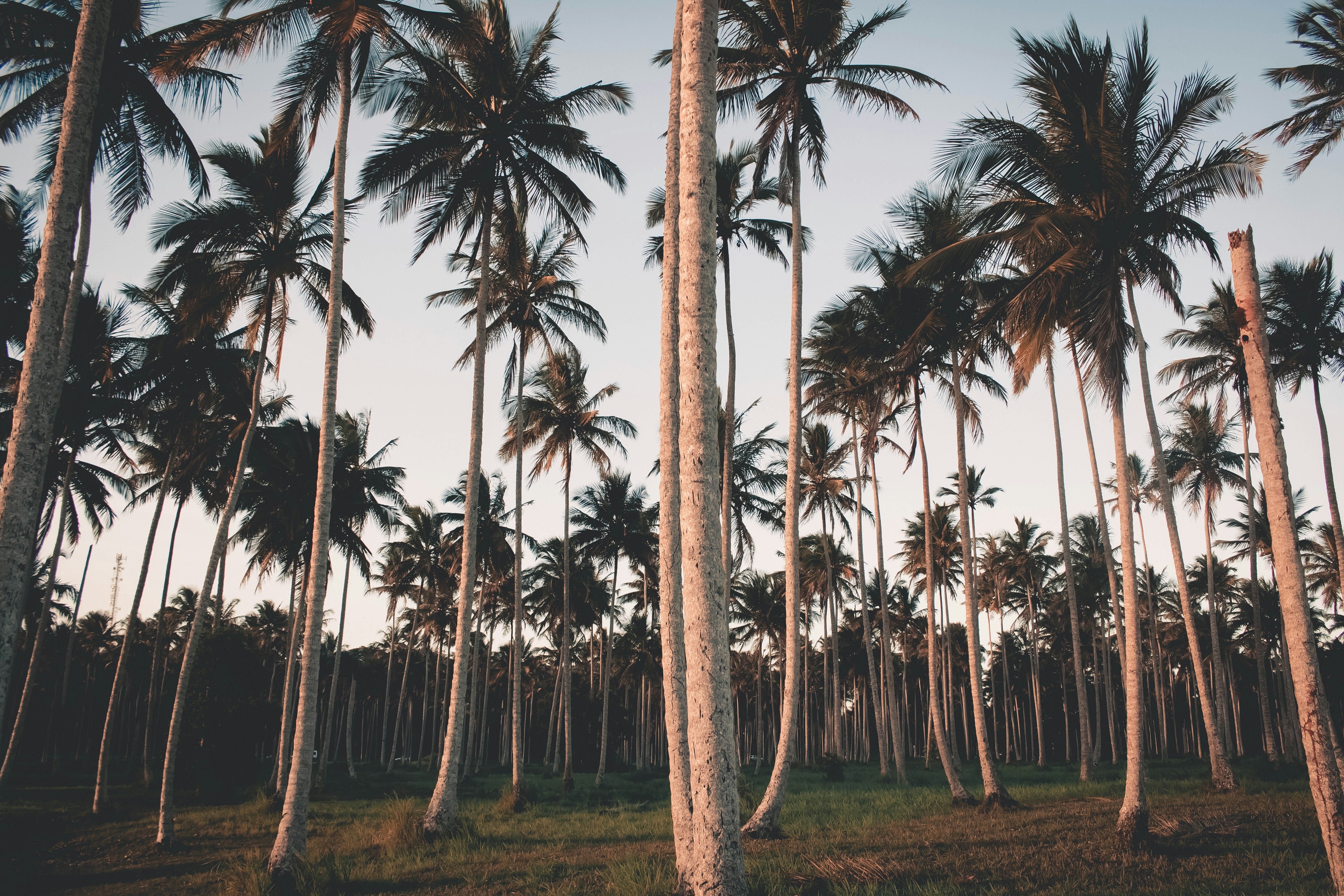 green coconut palm trees during daytime