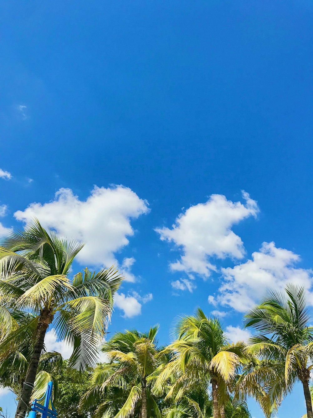 palmeira verde sob o céu azul e nuvens brancas durante o dia