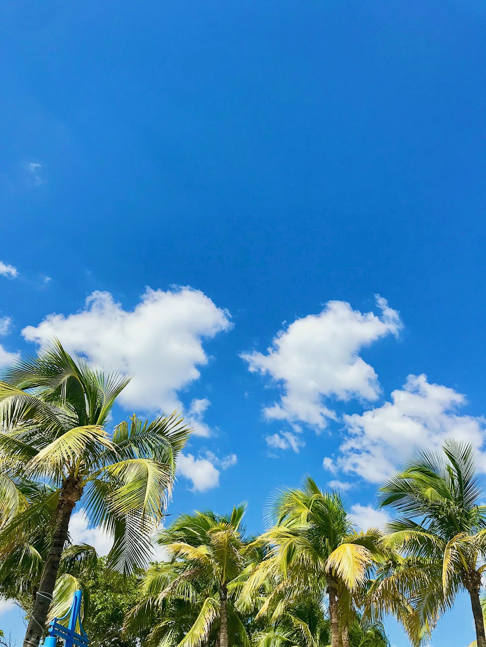 green palm tree under blue sky and white clouds during daytime