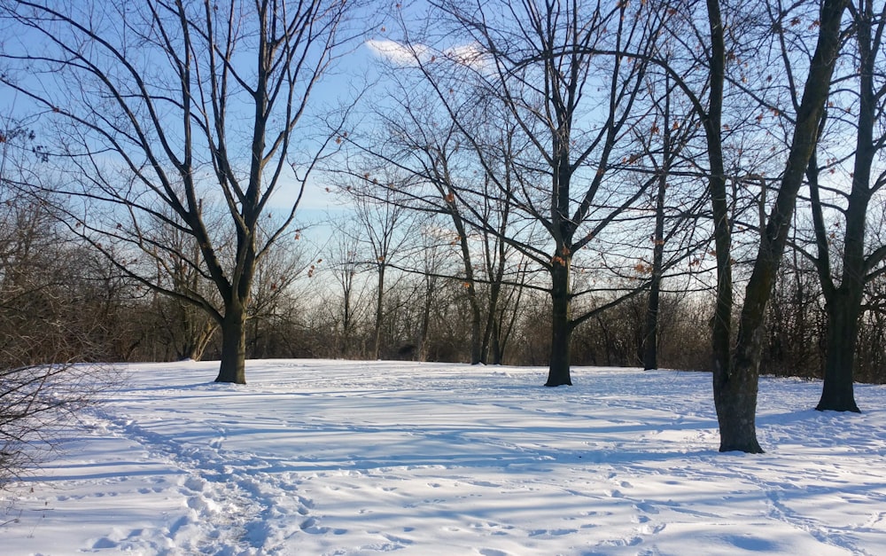 leafless tree on snow covered ground