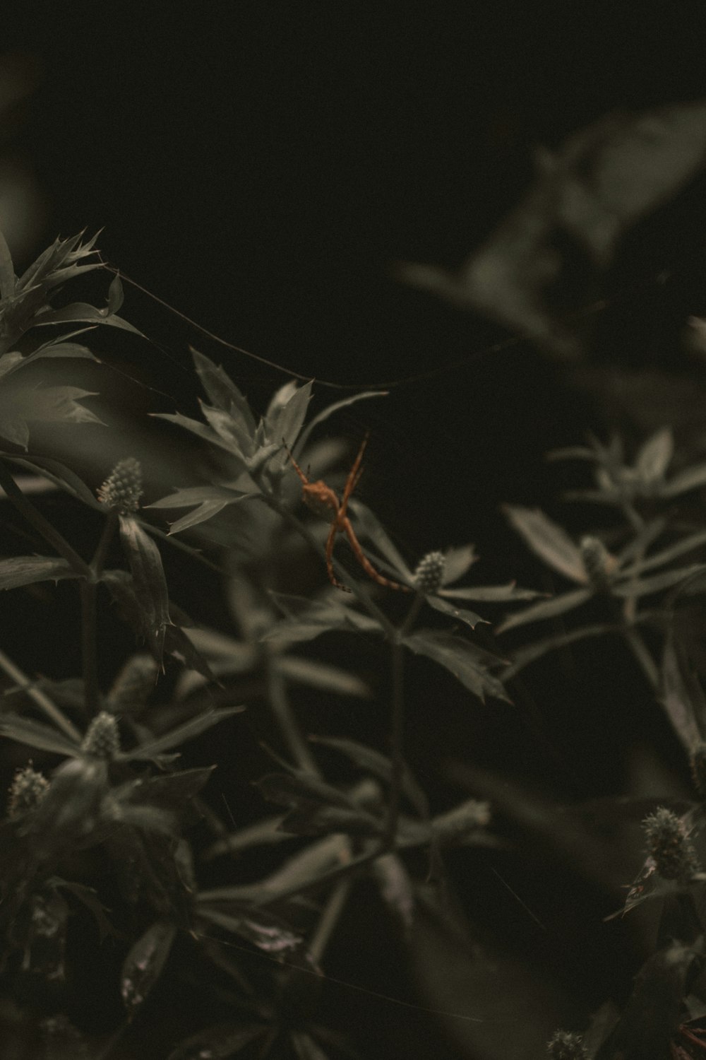 white flower in black background