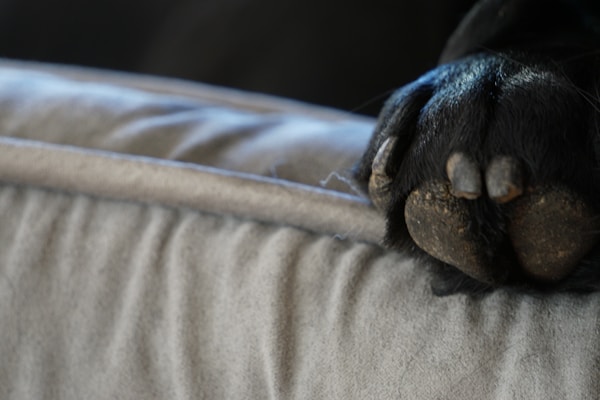 A close-up of a dog's paw resting on a soft, light gray surface. The paw is dark with visible pads and claws, suggesting the dog has black fur.