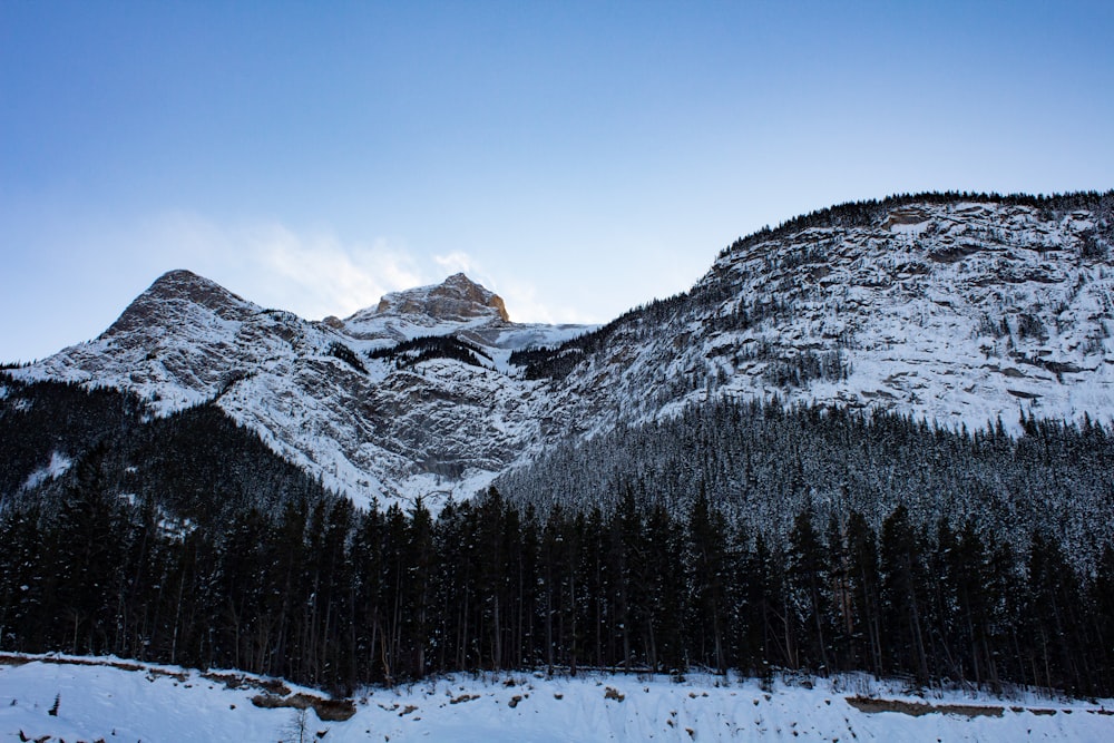 Montaña y pinos cubiertos de nieve durante el día