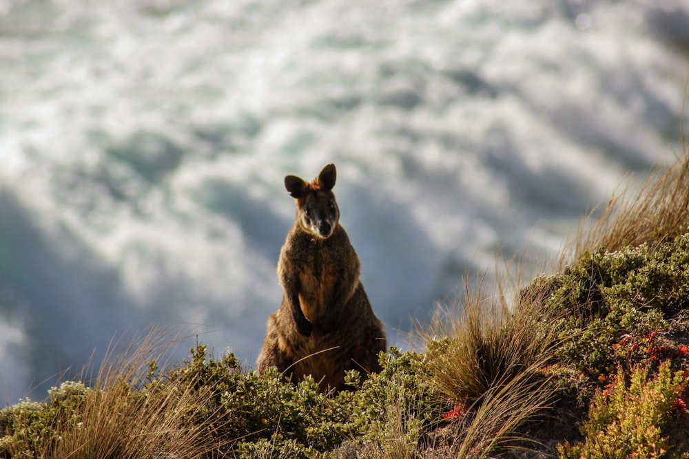 brown kangaroo on green grass under white clouds and blue sky during daytime