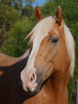 A chestnut horse with a white mane stands against a backdrop of green foliage. Its ears are perked up and eyes are expressive.