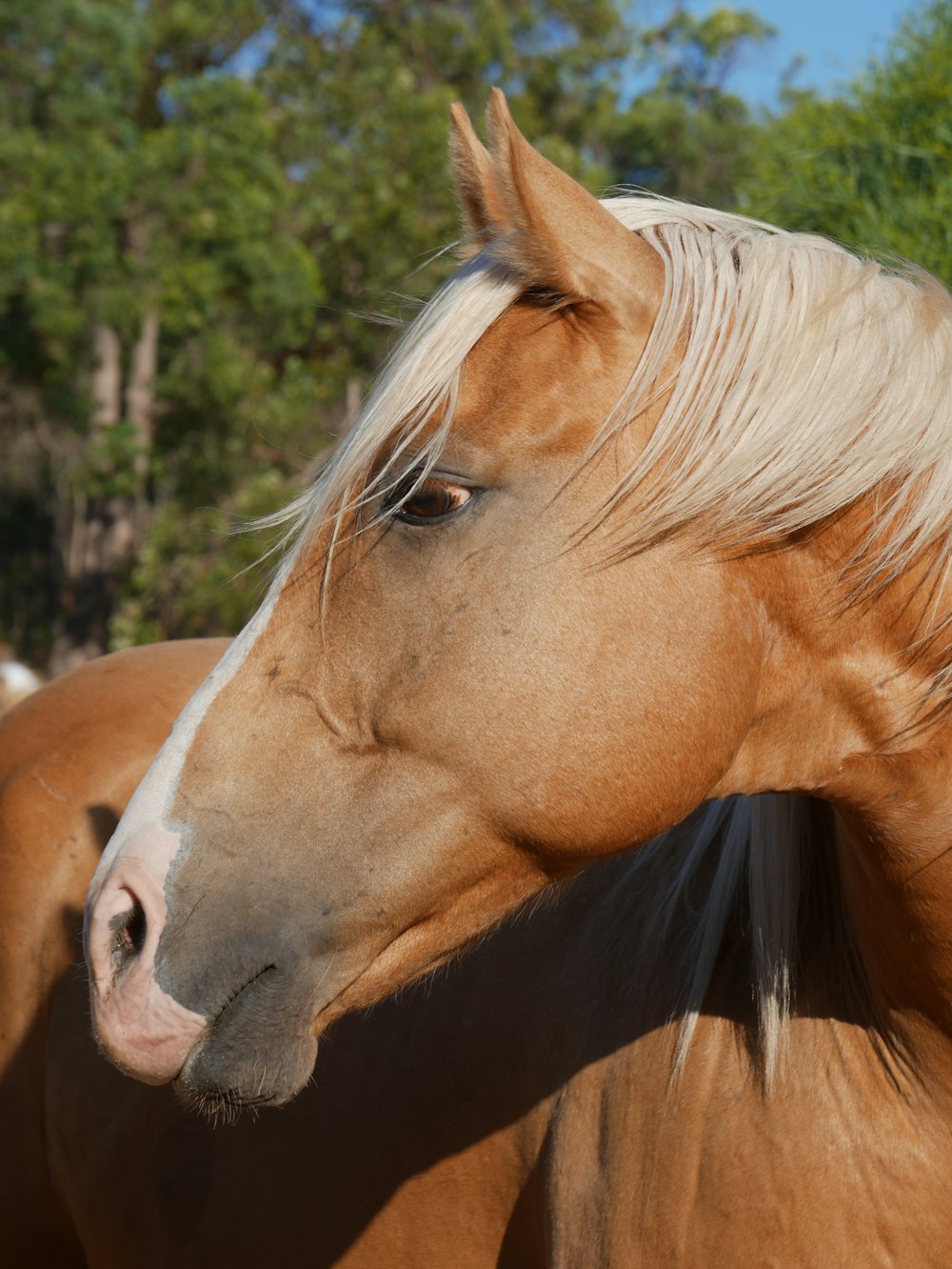 cavalo marrom e branco durante o dia