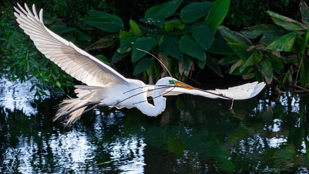 white bird flying over green leaves during daytime