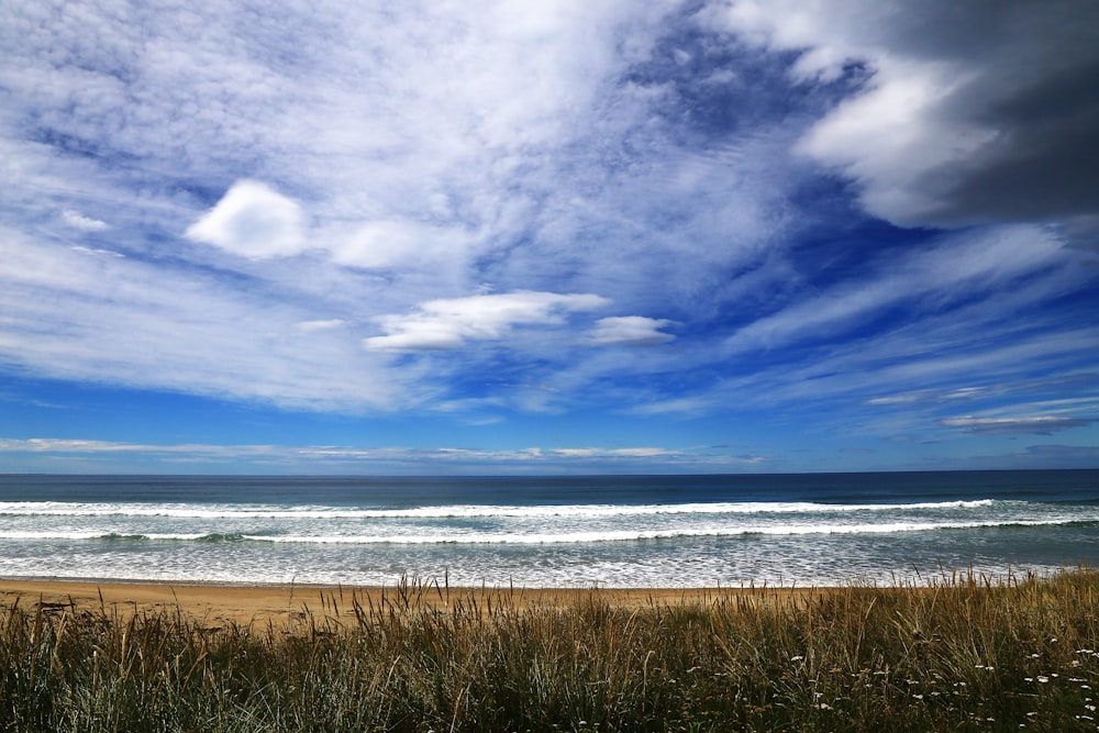 hierba verde cerca del mar bajo el cielo azul durante el día