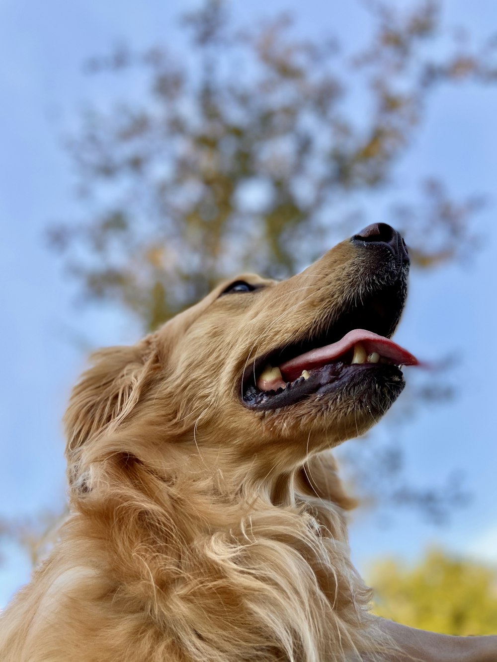 golden retriever with blue eyes