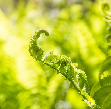 green plant in macro lens