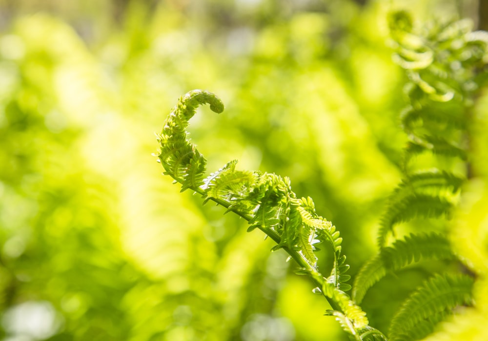 Plante verte dans l’objectif macro