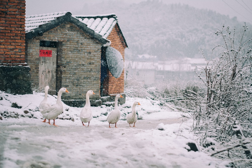 white swan on snow covered ground near brown wooden house during daytime