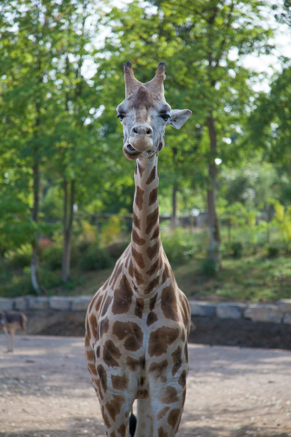 giraffe standing on brown soil during daytime