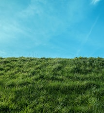 green grass field under blue sky during daytime