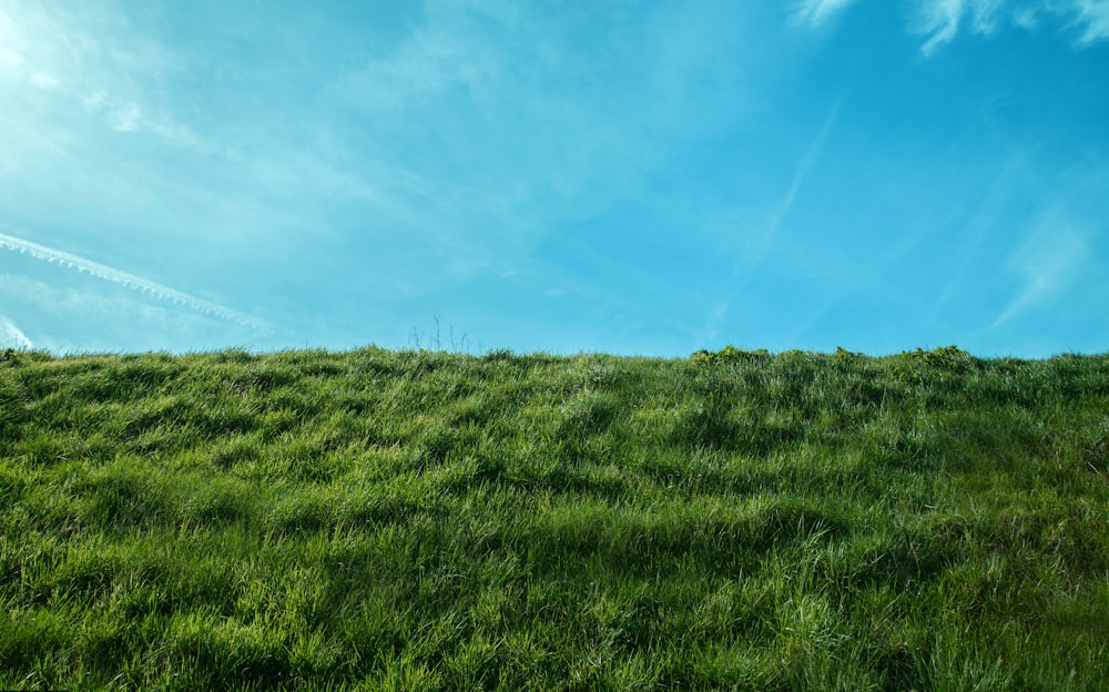 green grass field under blue sky during daytime