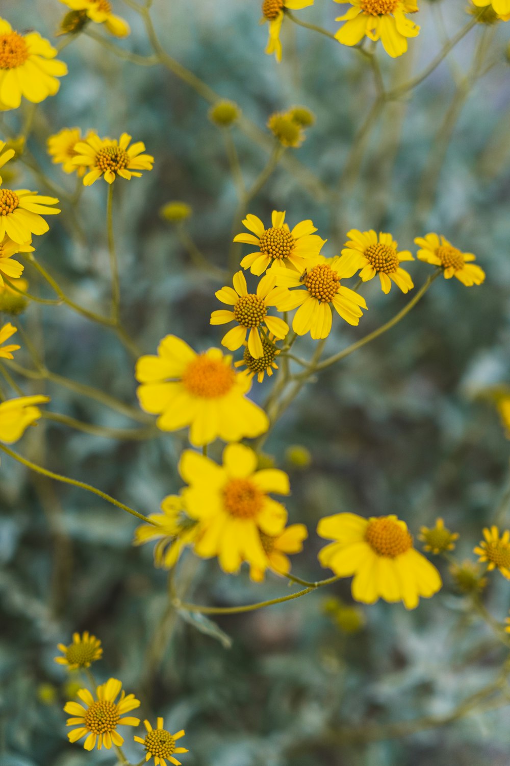 a bunch of yellow flowers that are next to each other