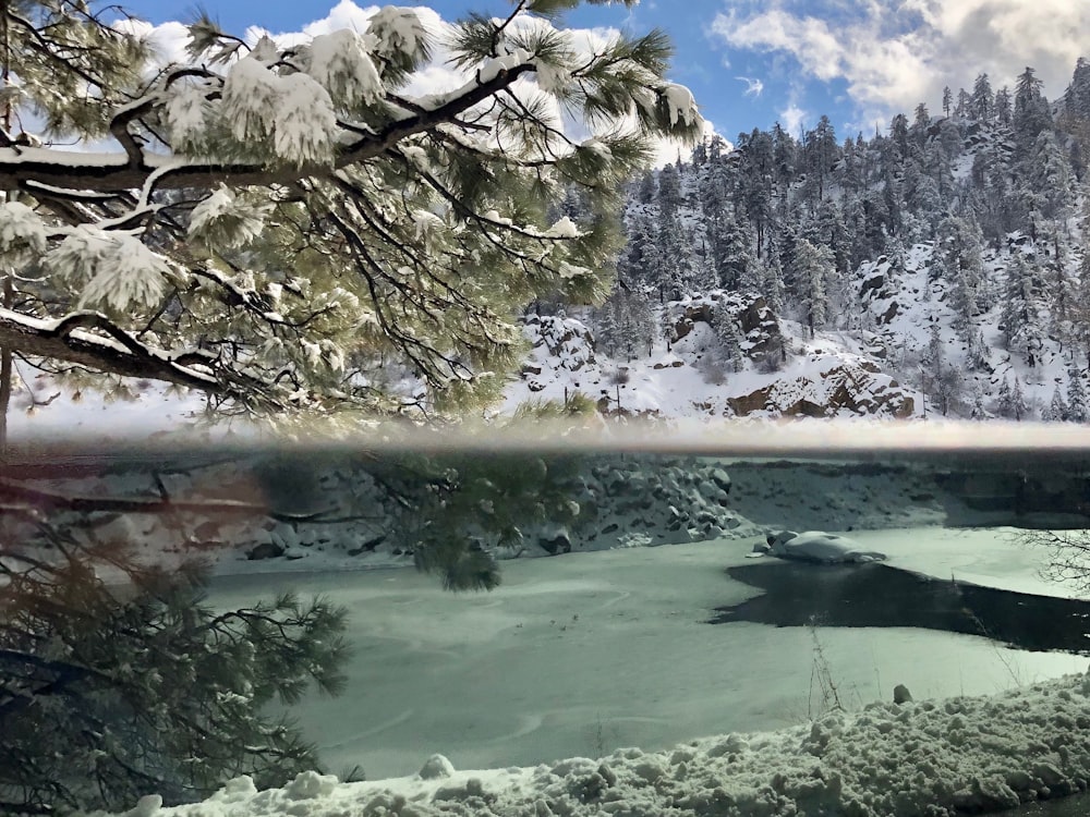 body of water near trees during daytime