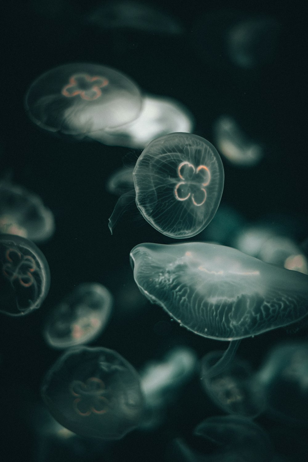 white jellyfish in water during daytime