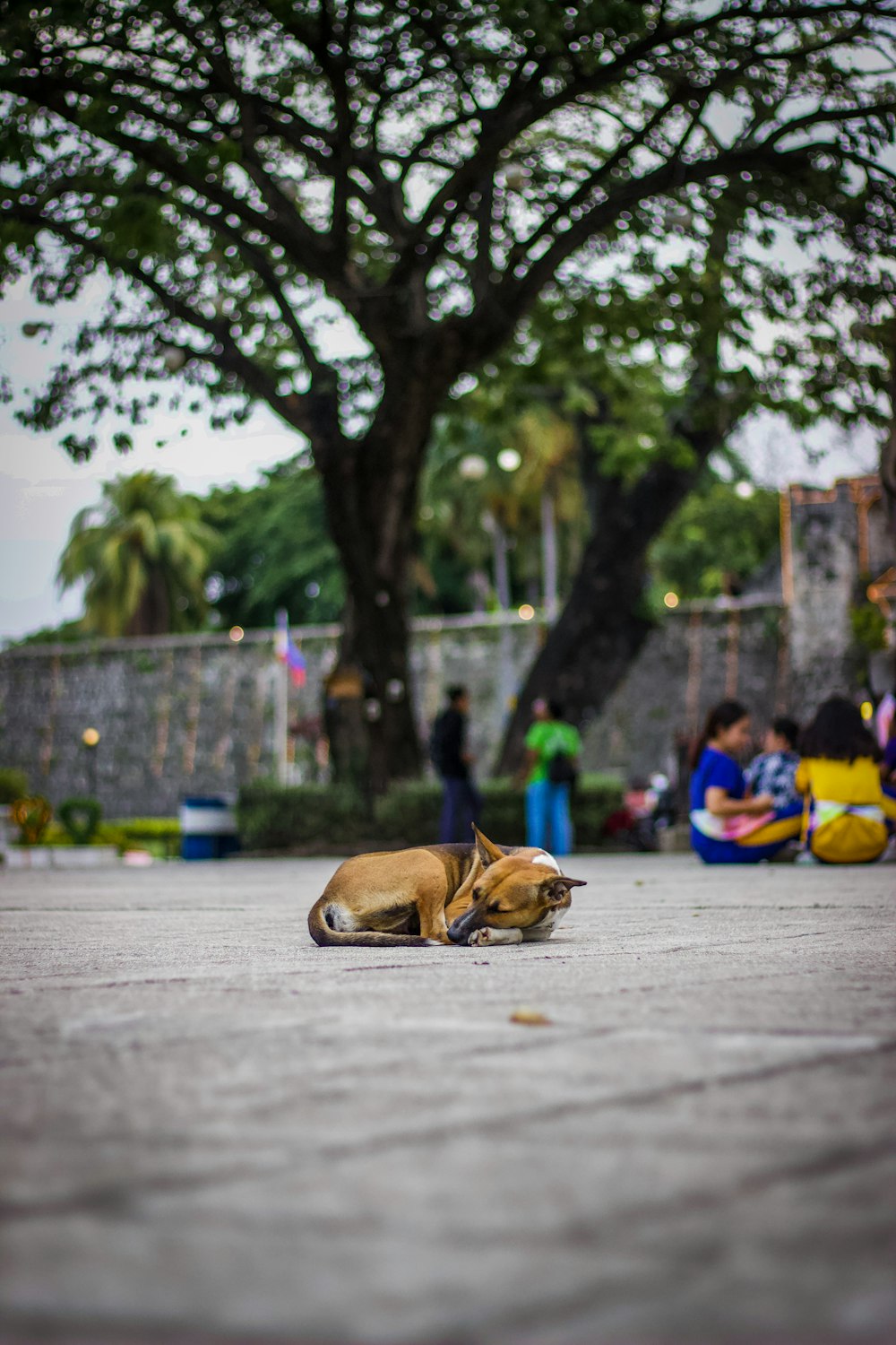 brown short coated dog lying on gray concrete floor during daytime