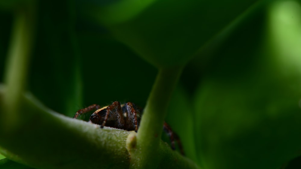 brown and black bee on green leaf