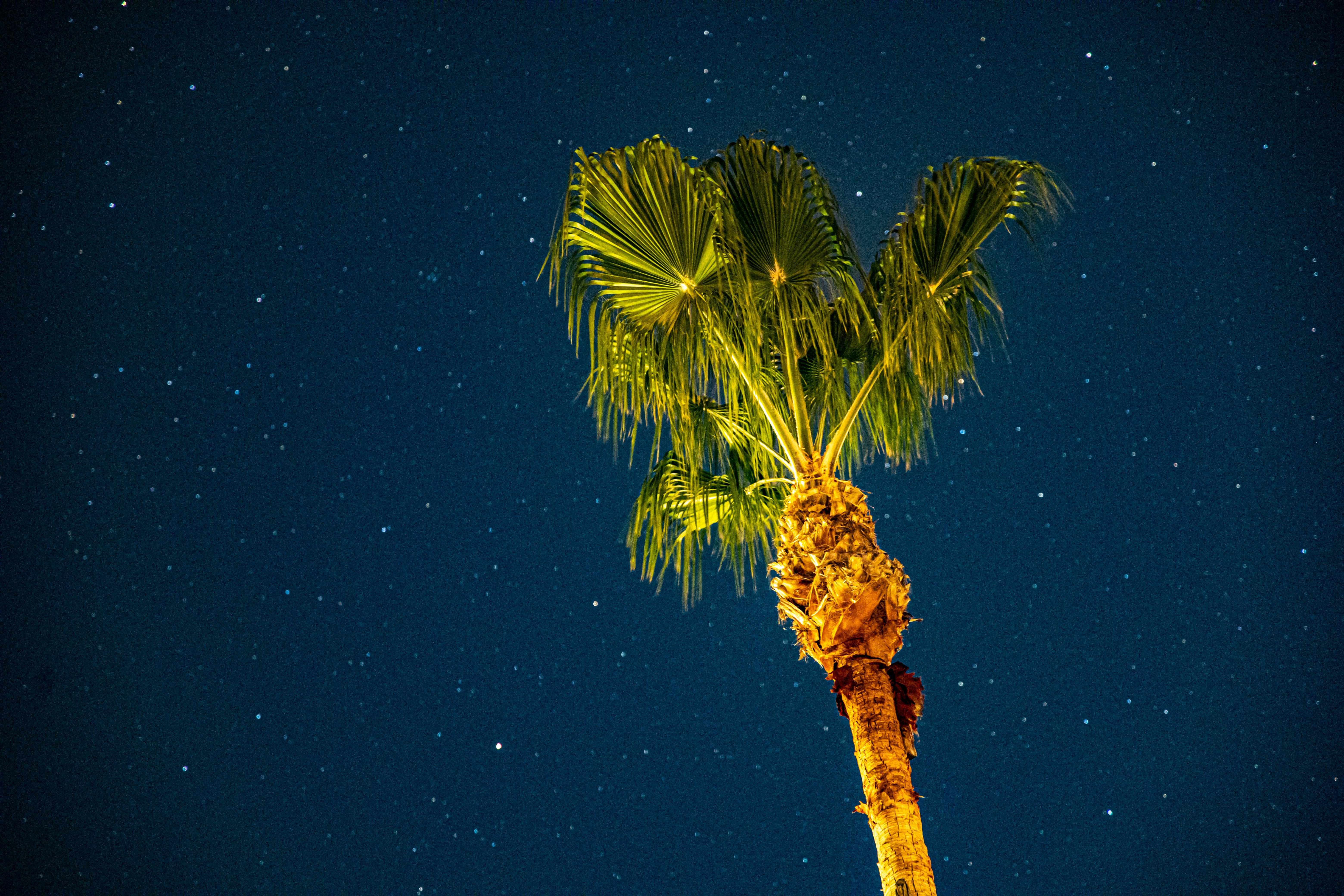 green palm tree under blue sky during night time