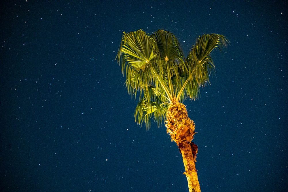 green palm tree under blue sky during night time
