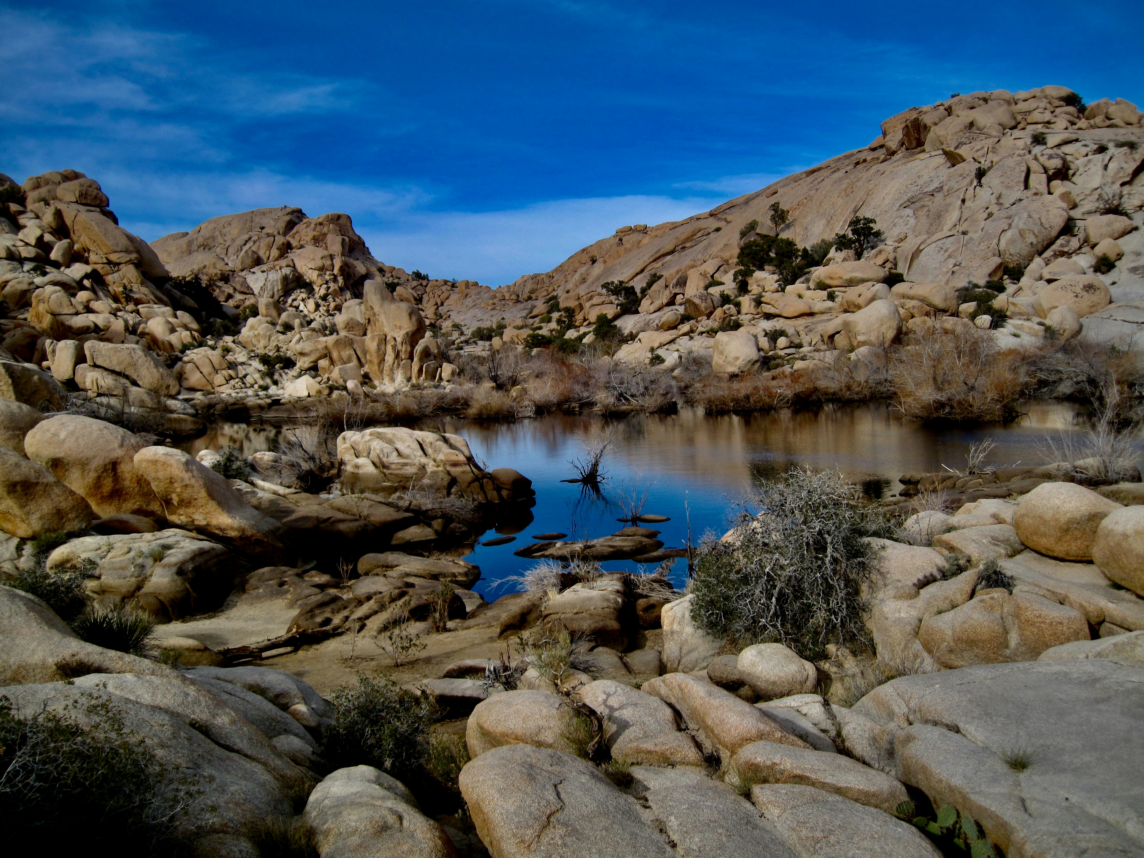 Photo by palmspringsdon