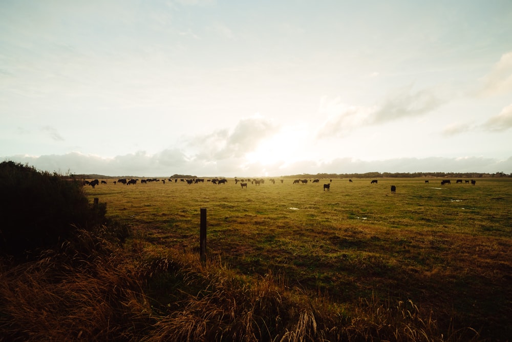 green grass field under cloudy sky during daytime