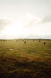 green grass field under white clouds during daytime