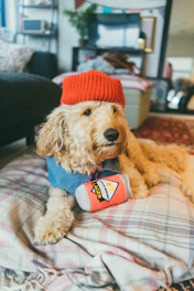 Perro cafe con gorro rojo y playera de mezclilla