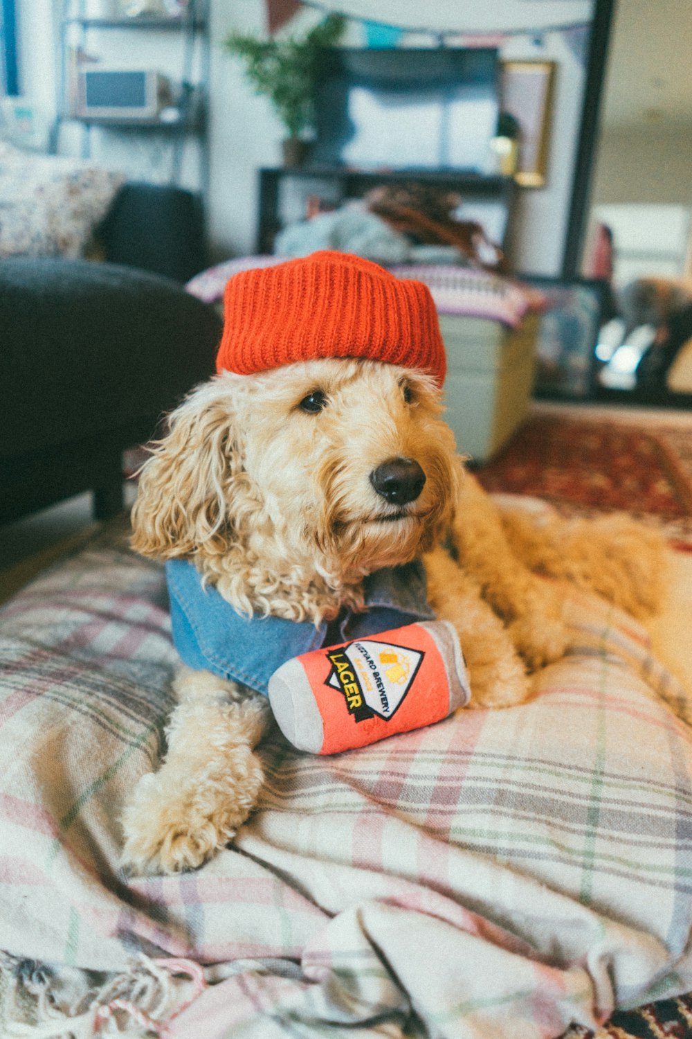 brown poodle wearing red knit hat
