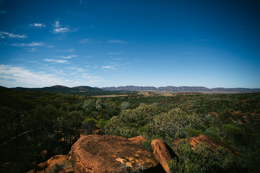 green trees on hill under blue sky during daytime