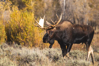 Hunter aiming at a majestic moose in a dense Canadian forest during autumn.
